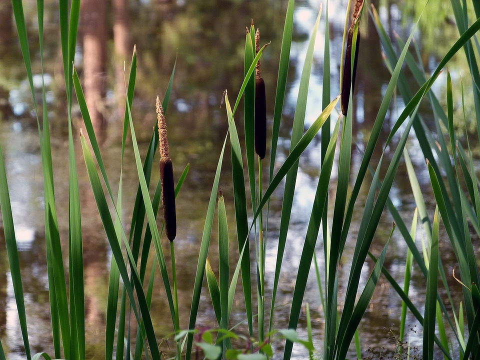Plants wetland water
