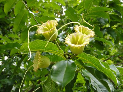 Foxglove trees park