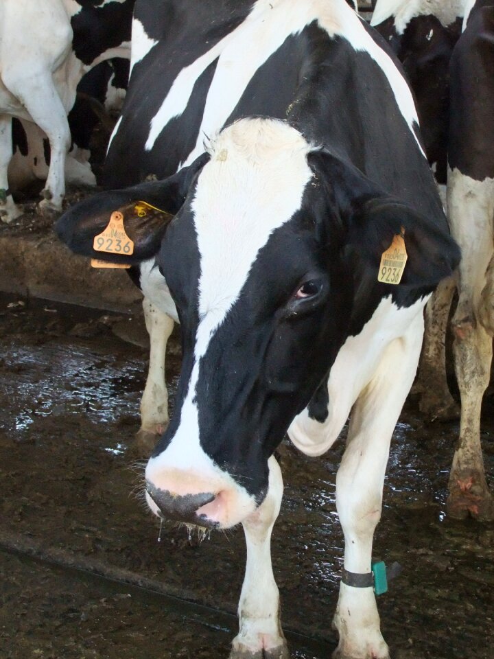 Cow animals livestock