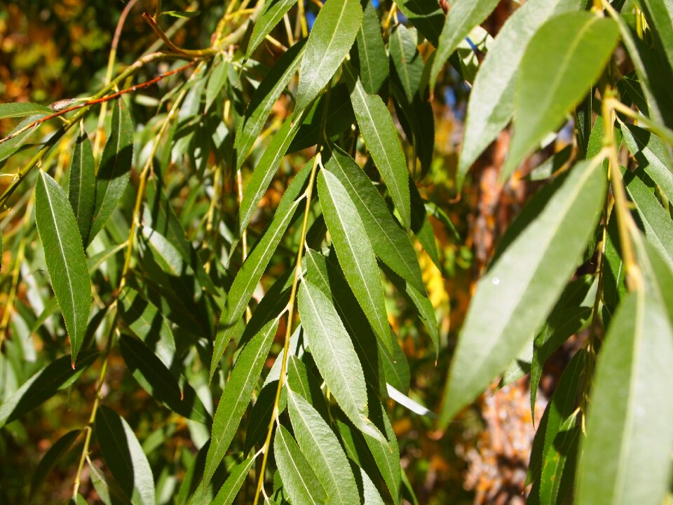 Plant ecology green