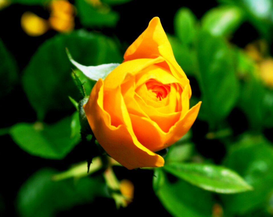 Bloom petals soft