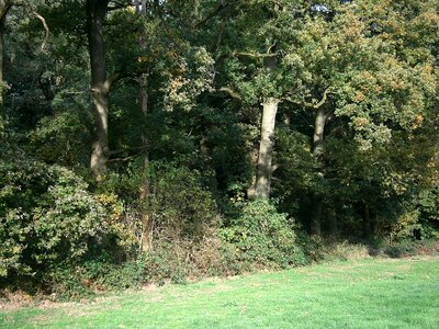 Trees meadow tree