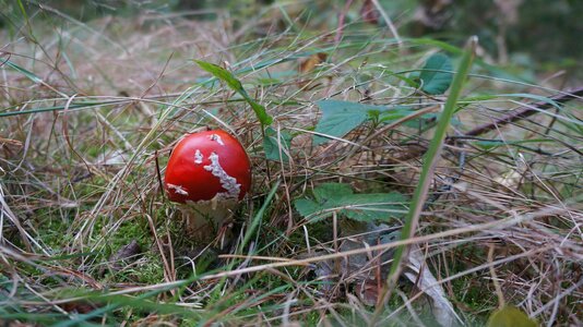 Mushrooms detail nature