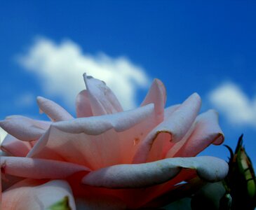 Petals soft curved photo