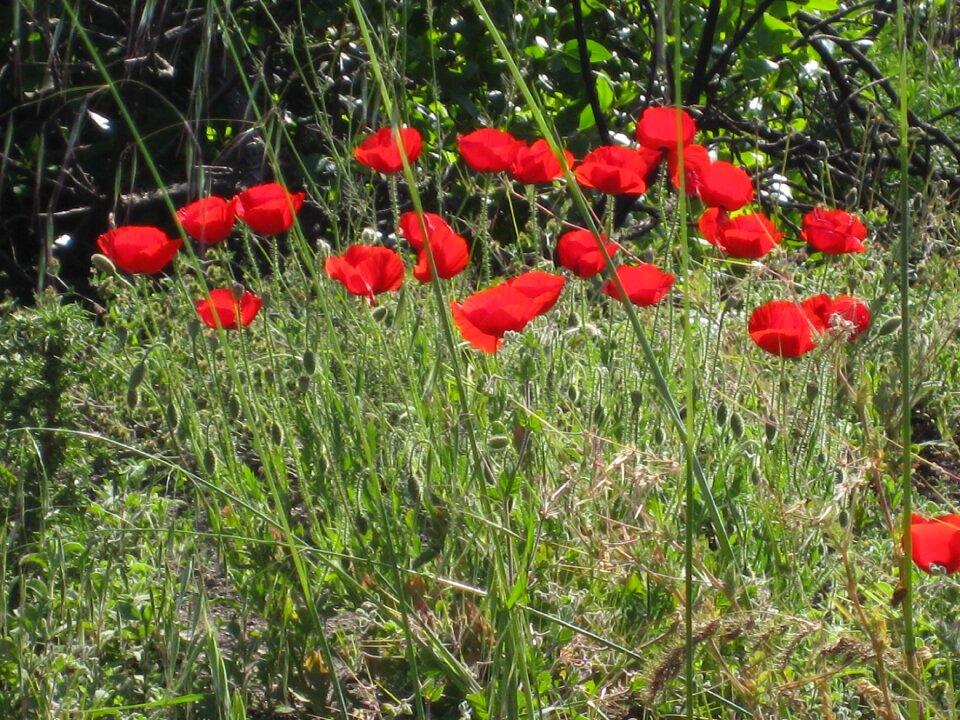 Red poppy flowers nature