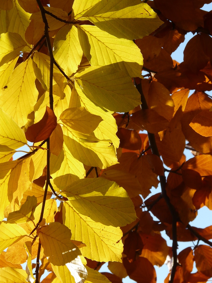 Deciduous tree golden autumn golden october