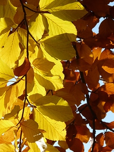 Deciduous tree golden autumn golden october
