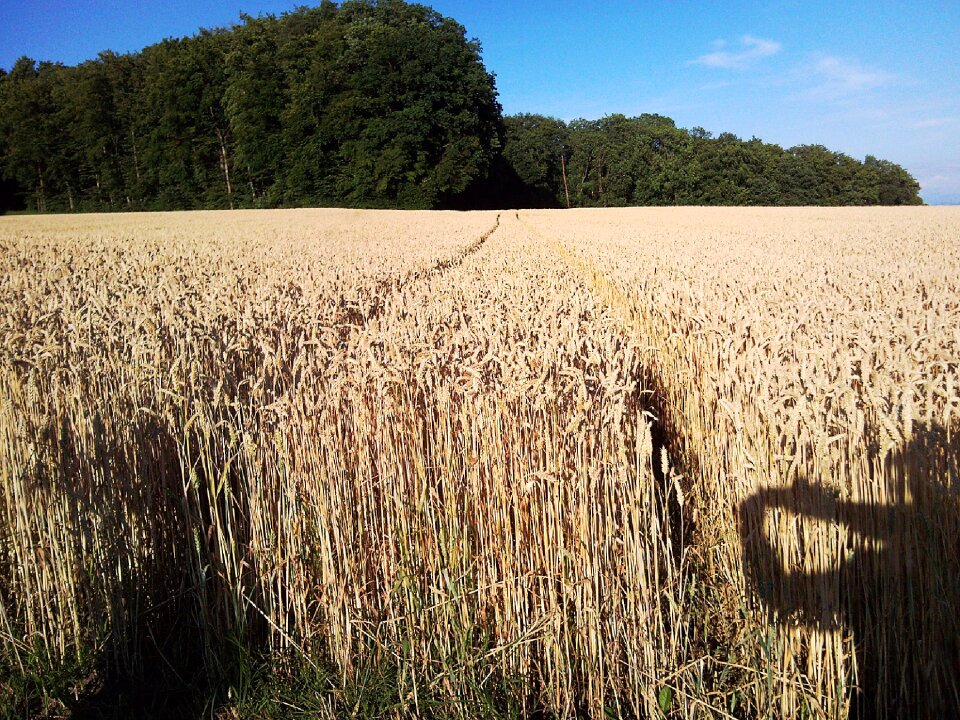 Cornfield sunshine cereals