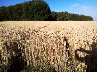 Cornfield sunshine cereals