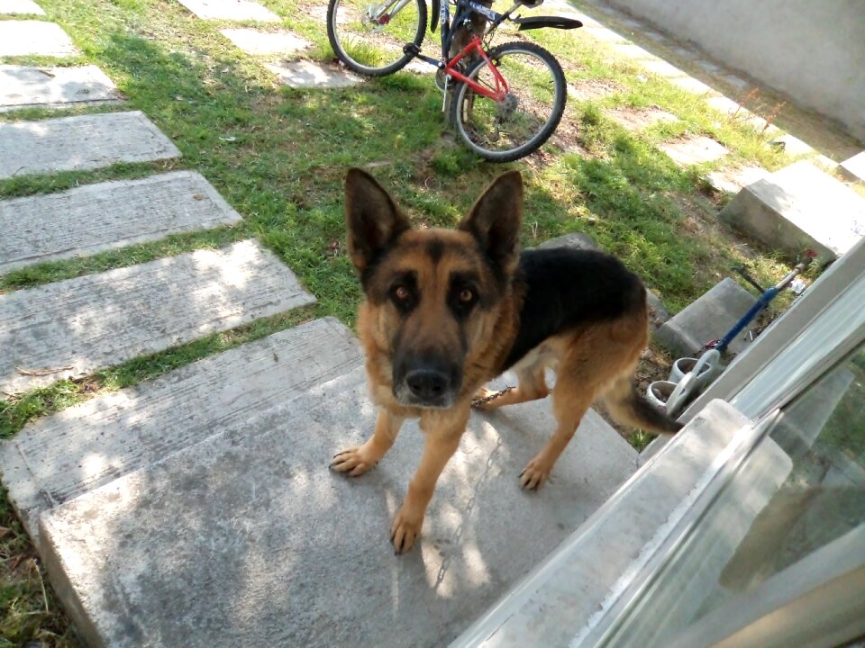 German shepherd dog pets animals