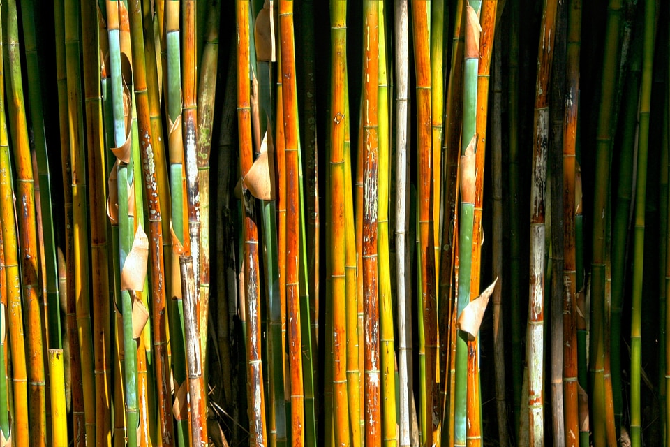 Fast growing wood trees