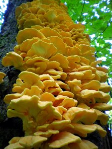 Forest mushroom nature