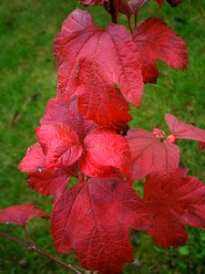 Bushes shrubs leaves