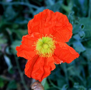 Iceland dark orange fragile