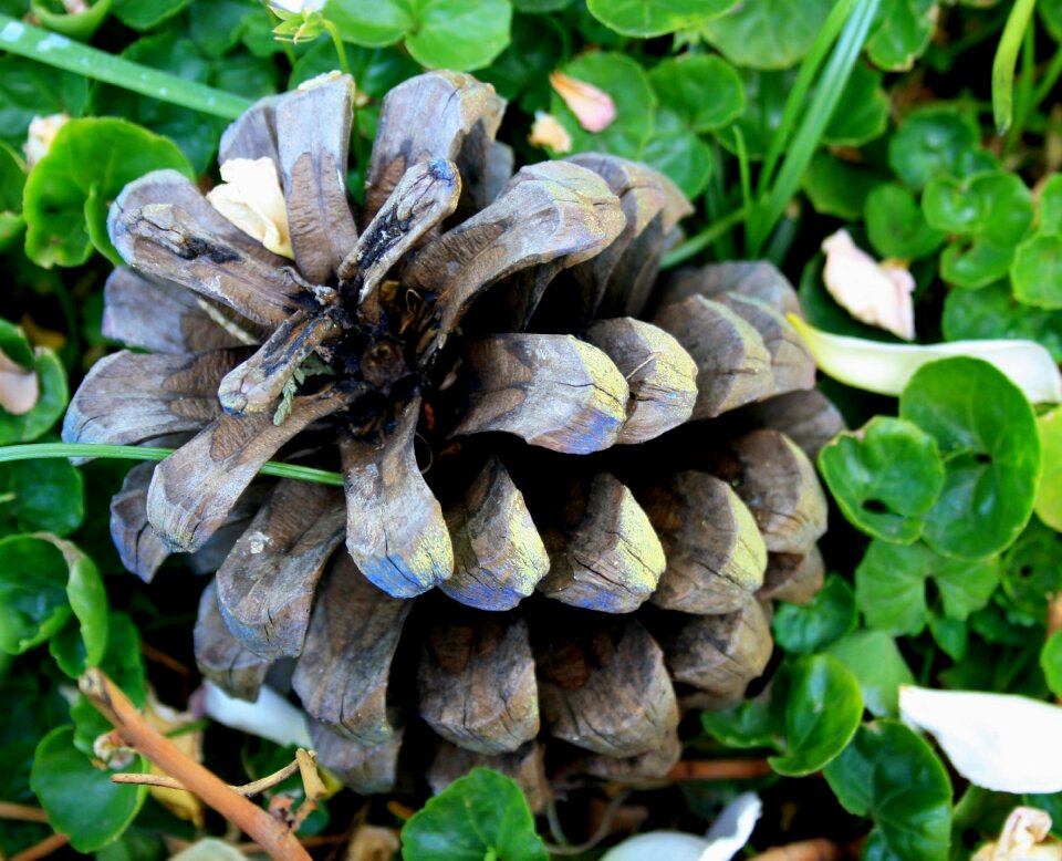 Elongated hard seed pod