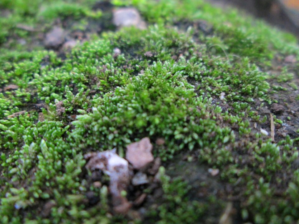 Earth green plant
