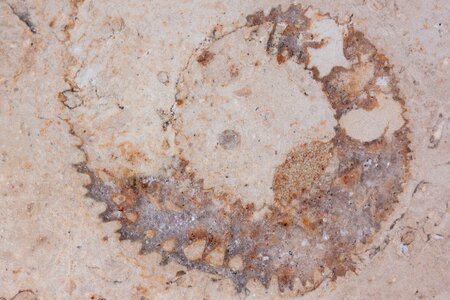 Solnhofen limestone slabs limestone jura