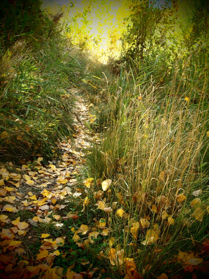 Vegetation leaves autumn