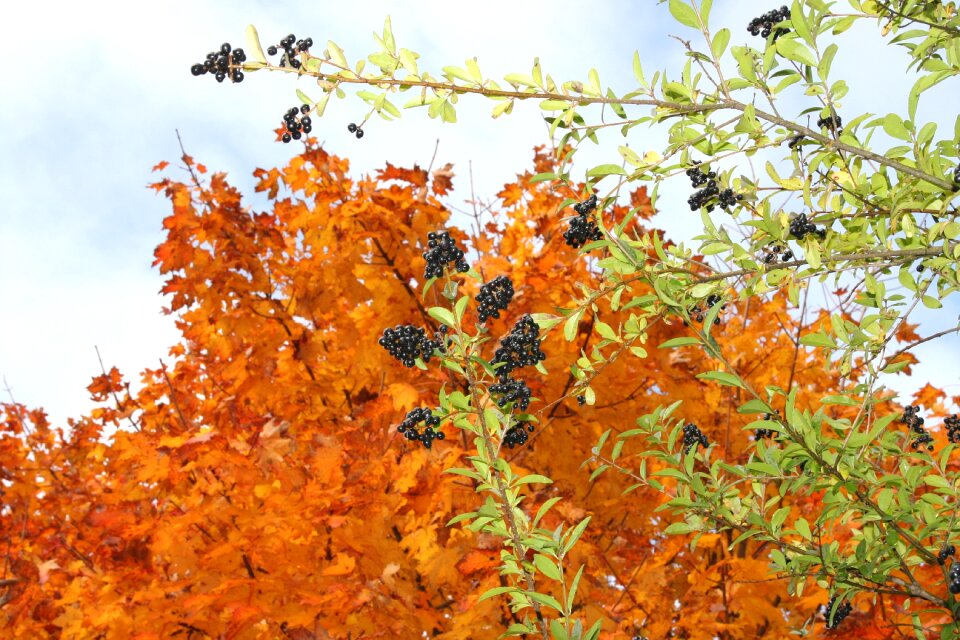Autumn berries branch