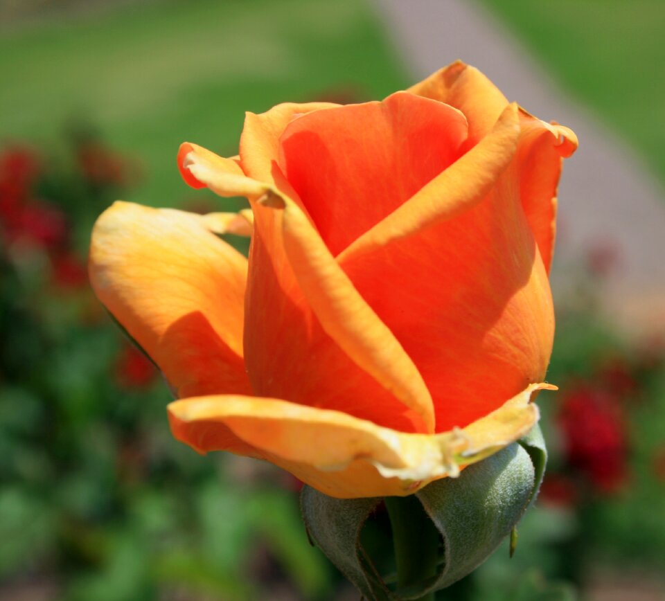Rose tea orange