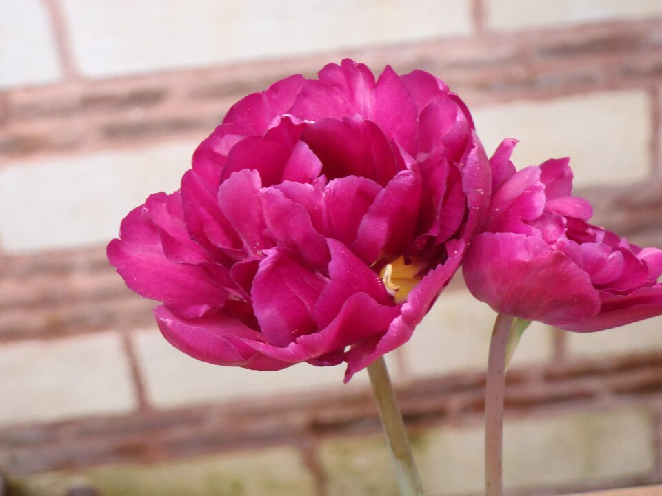 Flower pink Free photos