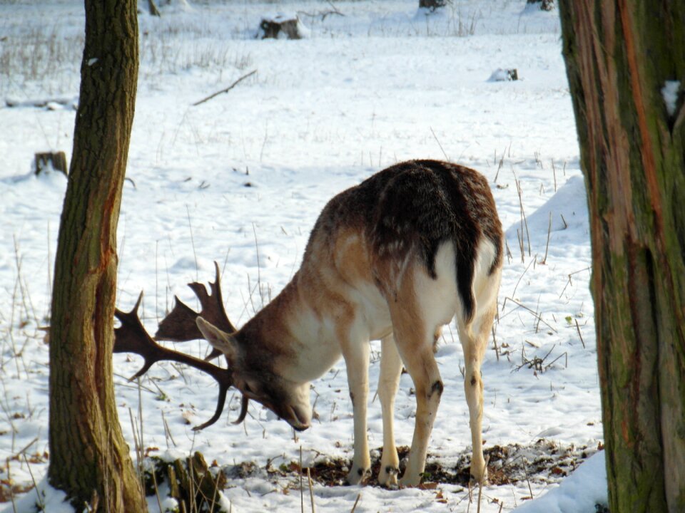 Snow forest blade