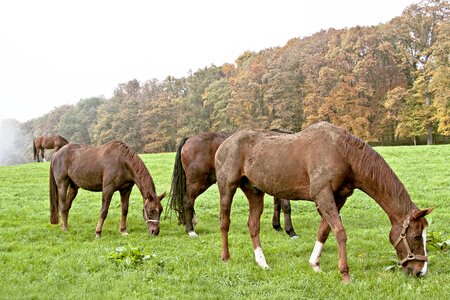 Brown stallions landscape photo