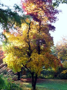 Mood fall color emerge