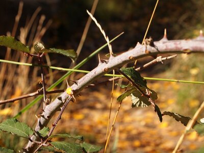 Barbed hawthorn thorny