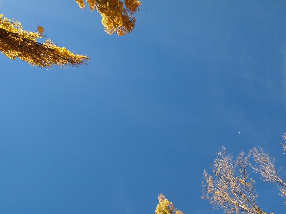 Nature look up clear
