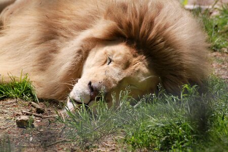 Lion zoo beauvalle nap