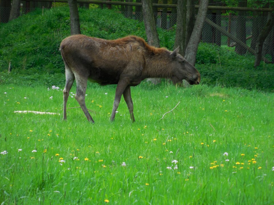Mammal animal meadow