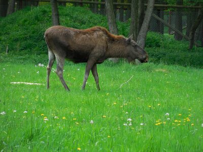 Mammal animal meadow