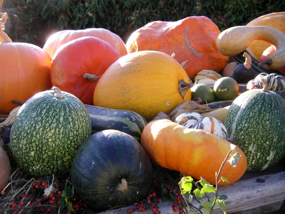 Vegetables colorful pumpkins photo