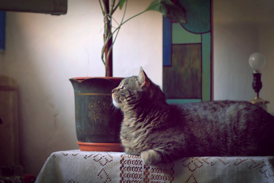 Rest feline animals