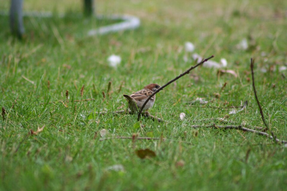 Nature outside brown