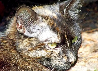 Domestic cat outdoor skeptical