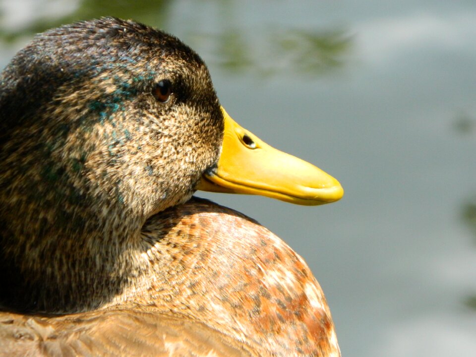 Animal face looking