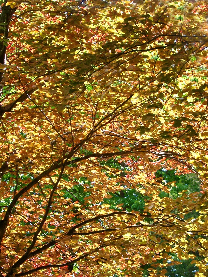 Leaves nature plant
