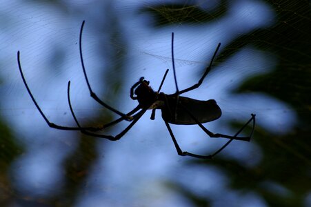 Spiderweb dark scary