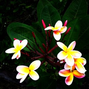 Flower fragrant blossom