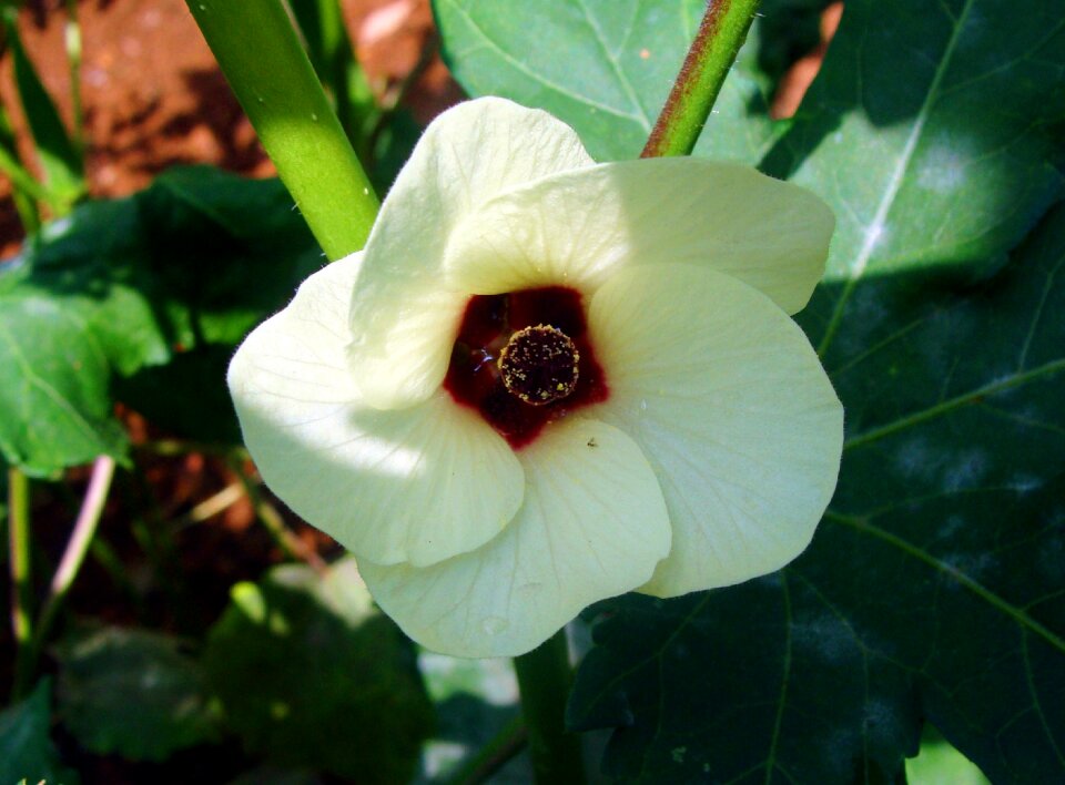 Vegetable dharwad india