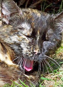 Tired relaxed tortoise shell photo