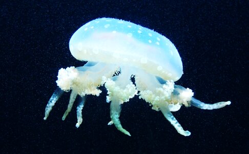 Marine life underwater sea animal