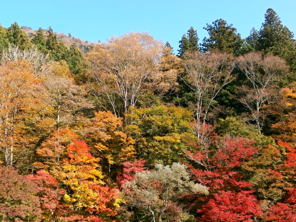 Mountain woods forest