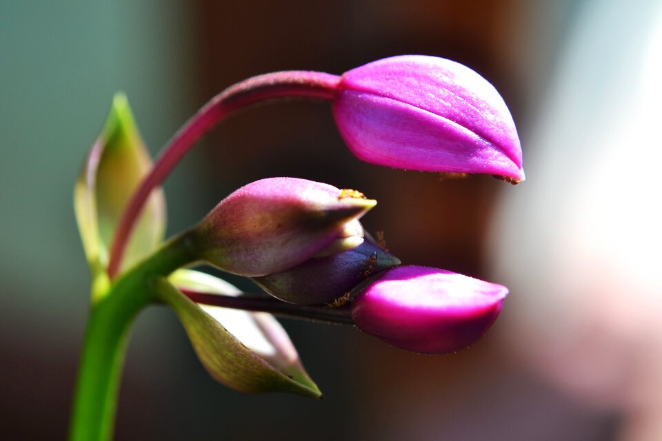 Purple buds purple flower buds close-up