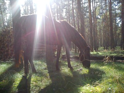 Forest the sun light