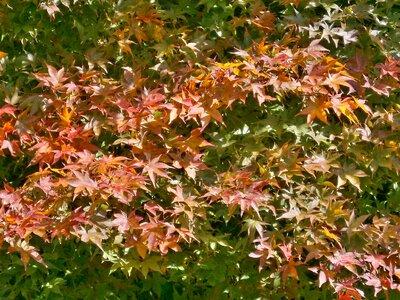 Maple leaf arboretum autumn