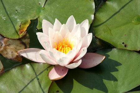 Aquatic plant blossom bloom