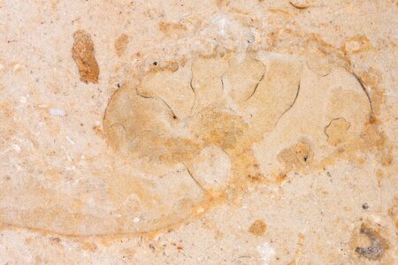 Solnhofen limestone slabs limestone jura